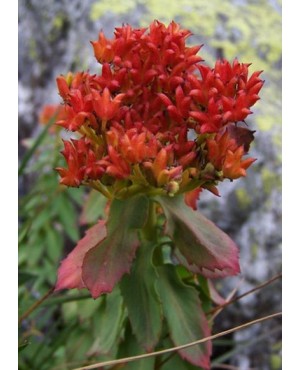 Rhodiola rosea